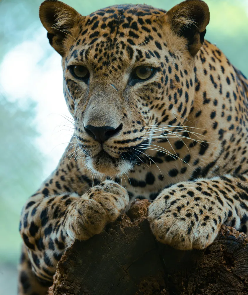 Yala National Park