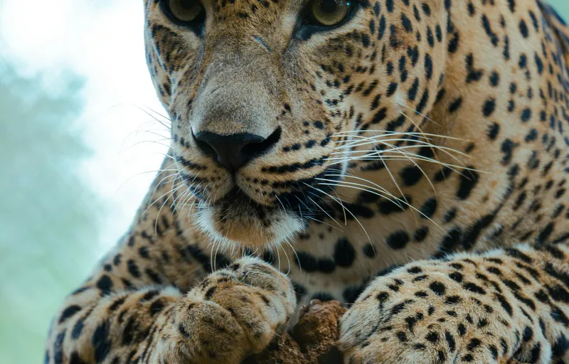 Yala National Park